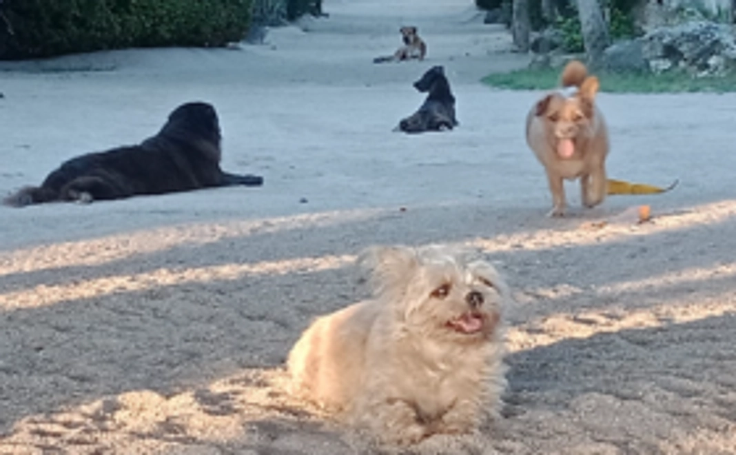 野良犬のご飯①