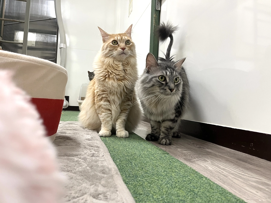 テレビで紹介して頂きました！