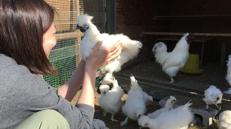 アニマルセラピーを烏骨鶏で【セラピー × 薬膳鶏 =新しい食育】