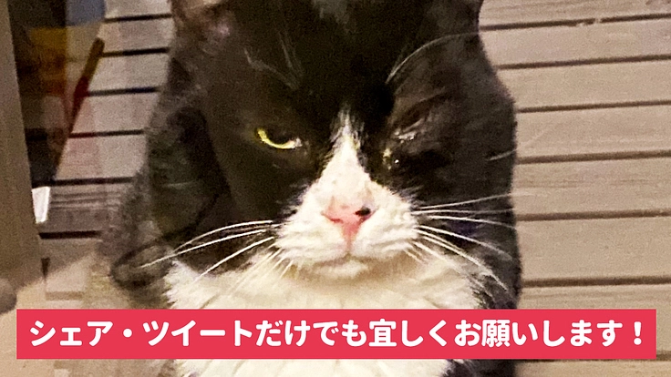 片目が潰れた保護猫の保護・治療費用にご支援ください！