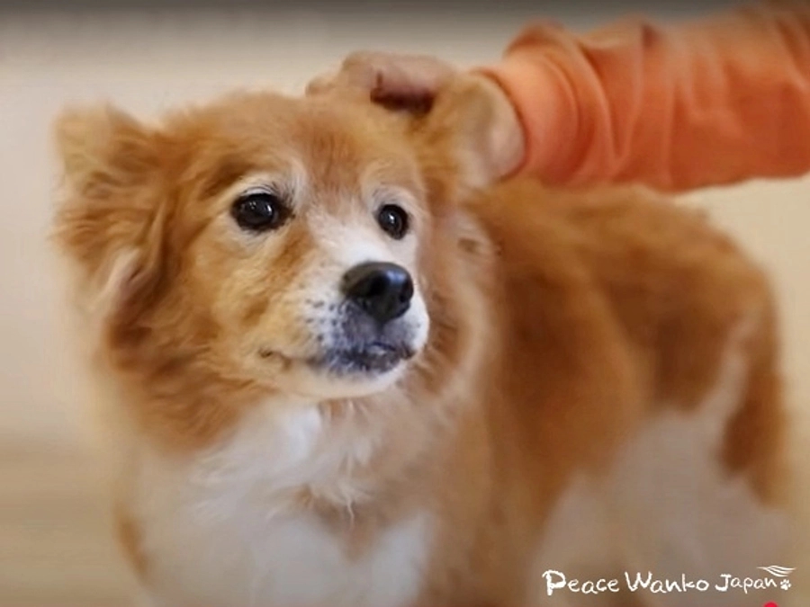 300日目の奇跡。4年間檻の中にいた13歳の咬傷犬「ウォンバット」卒業！