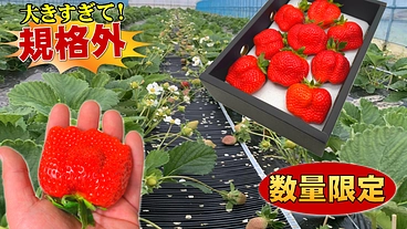 【超早割りあり】大きすぎて規格外の大玉あまおうを朝摘み発送します! のトップ画像