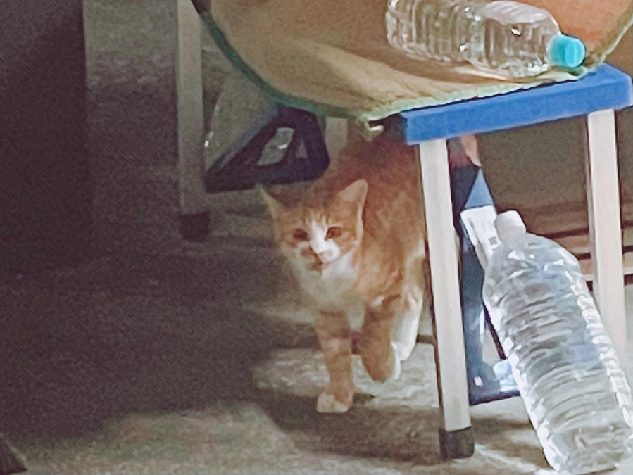 6ヶ月くらいの子猫