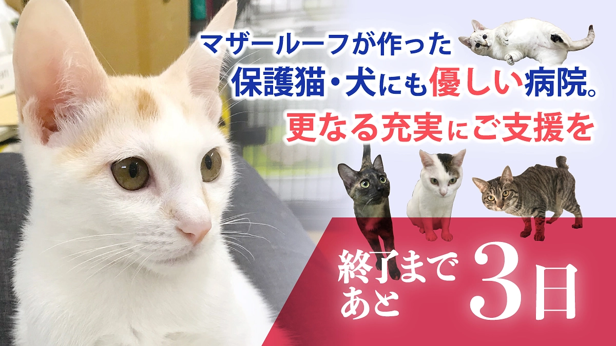 【 残り3日！あと20万5千円！】最終日まで諦めずに頑張ります！