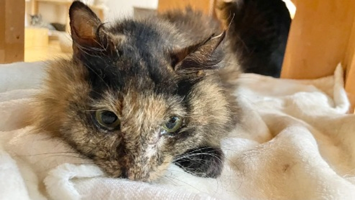 治療をあきらめるタイミング