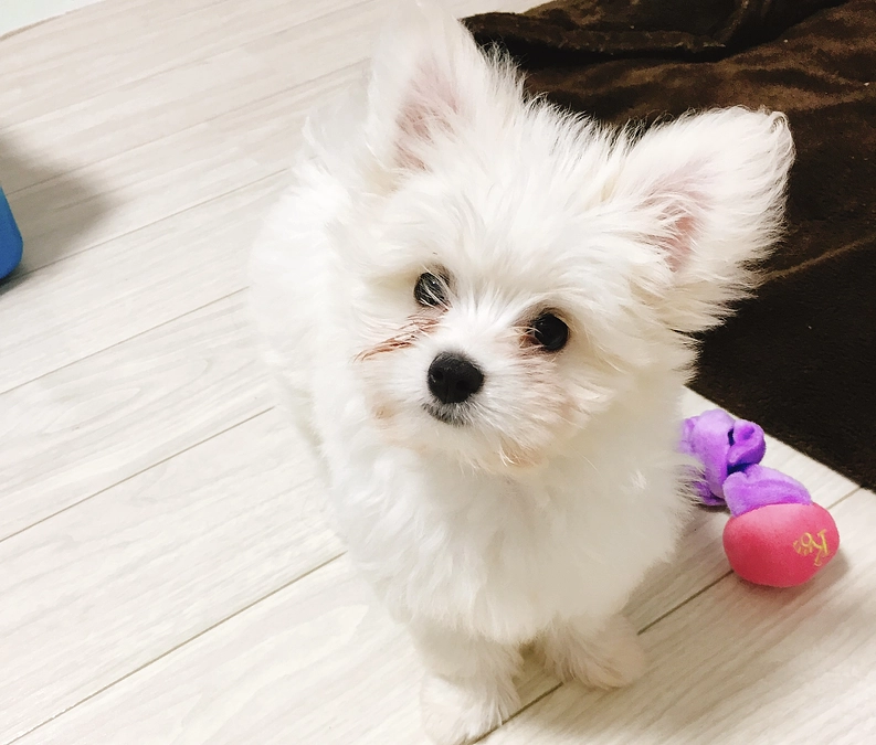 術後3日目のそると