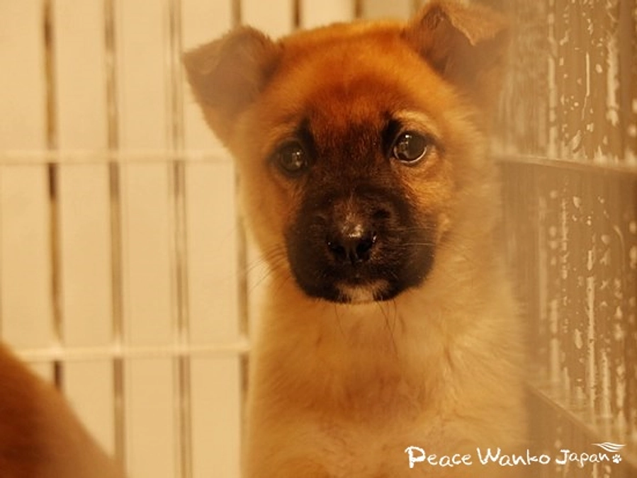 怖がりな子も、人に吠える子も、どんなワンコも幸せに。