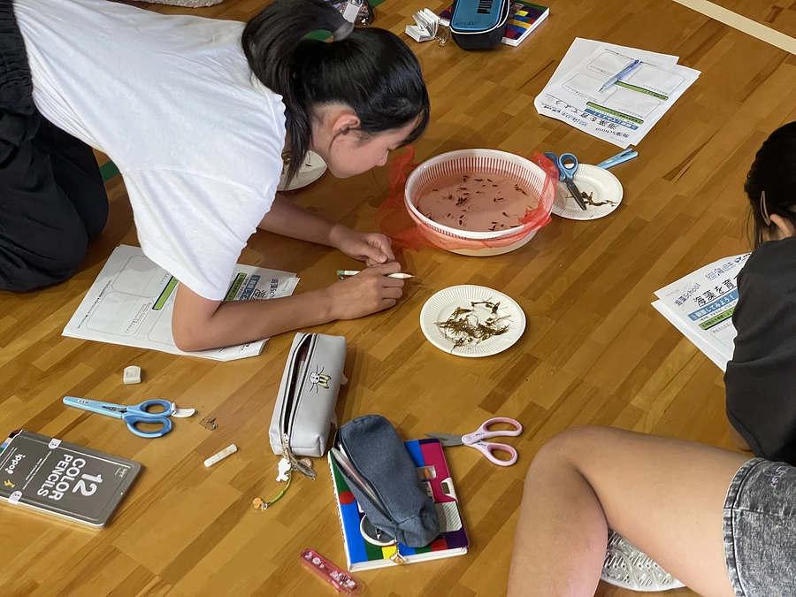 【海藻school2024スタート✨】「私の海藻、大きくなあれ！」学校内で海藻を養殖！《前編》