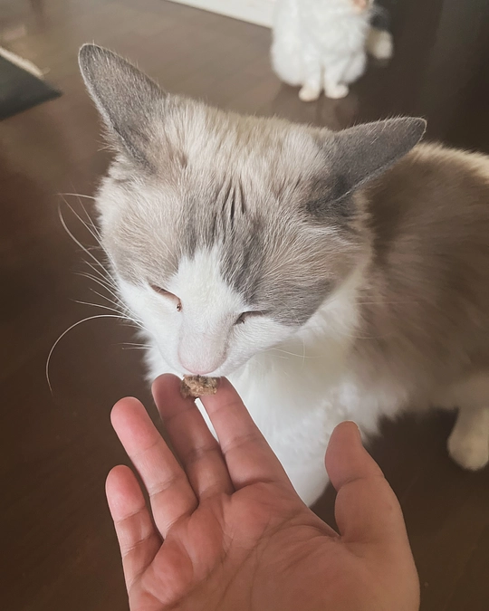 痩せてしまった体重を取り戻すが難しい。。