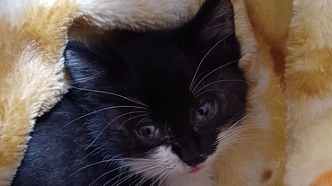 保護猫達が幸せになれる部屋の改装工事にお力かしてください🙏 のトップ画像