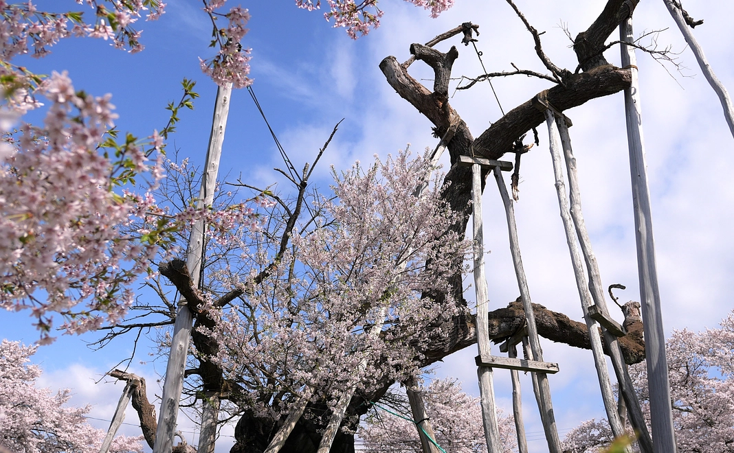 5,000円プラン ◎ご支援よろしくお願いいたします。