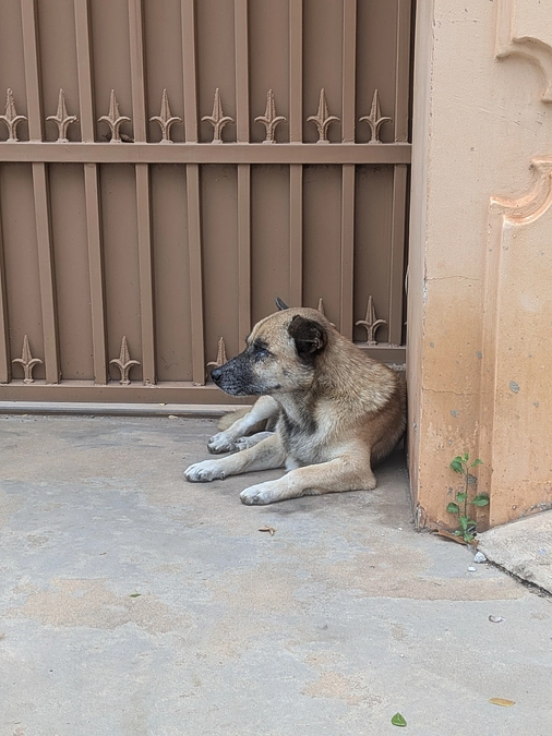 5日目の投薬、興味をしめさず未完成