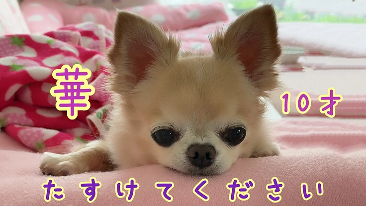 【僧帽弁閉鎖不全症と闘う】ちいさな華の命を、たすけてください