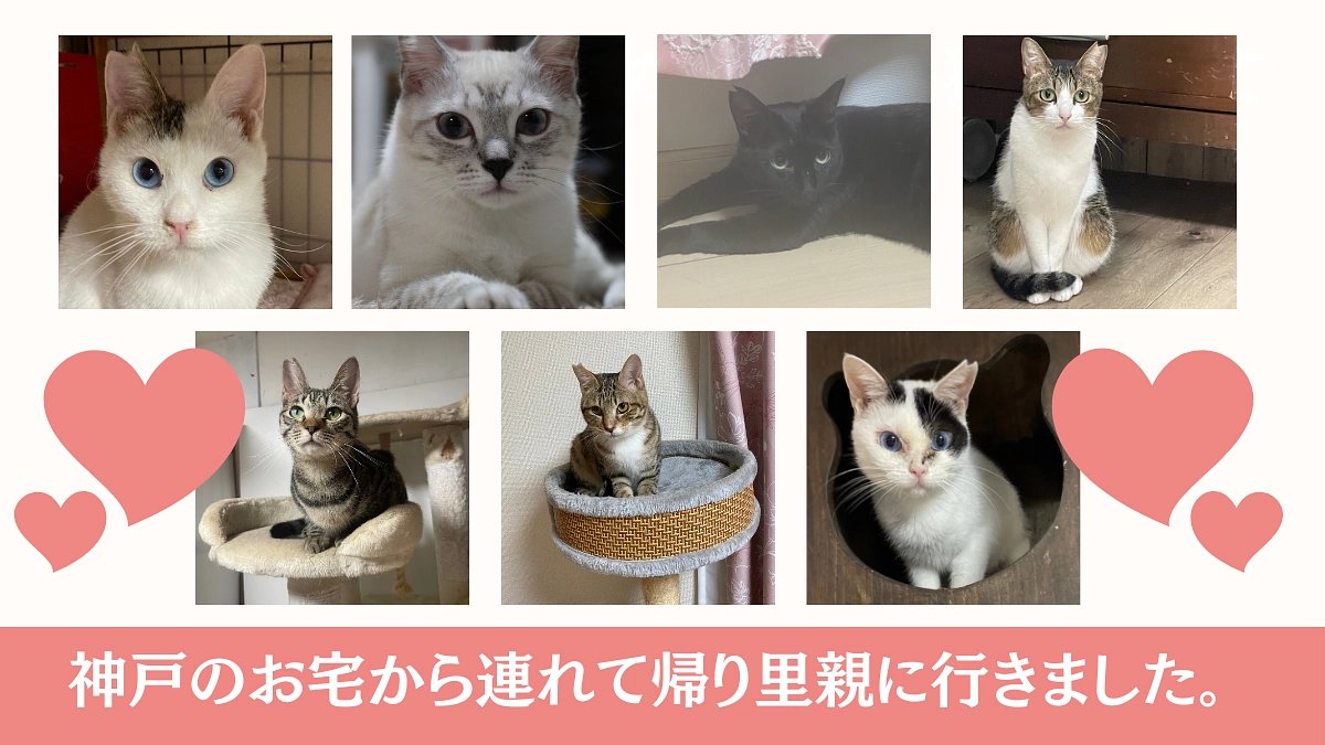 前回のネクストゴールでお願いした 【お掃除が行き届いていない神戸のお宅の猫たち】について