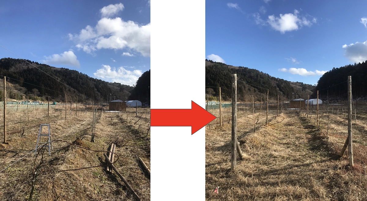 ぶどう園での手作り支柱(中柱)設置！