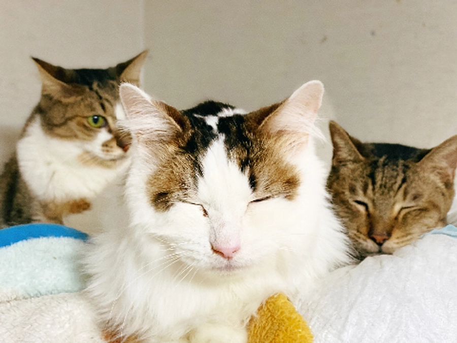 ★ 本年も大変お世話になりました ★ アイちゃんの検査結 ★