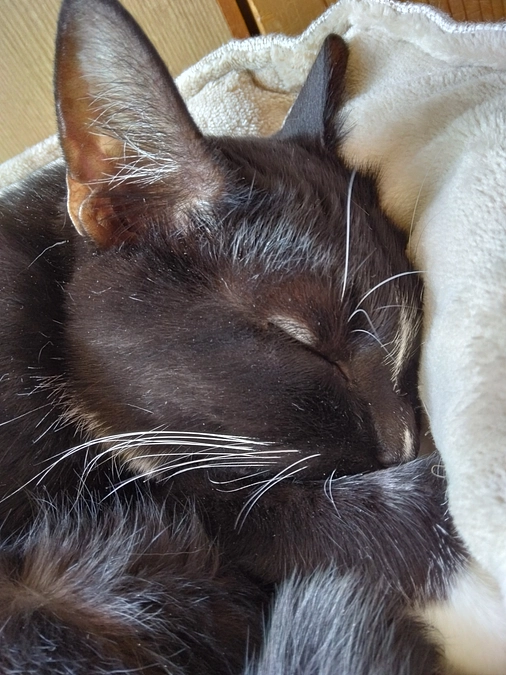 5/12はなちゃんの様子(発作あり)