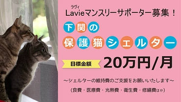 ラヴィ保護猫シェルターのご支援を　～マンスリーサポーター募集～ のトップ画像