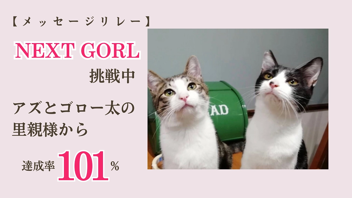 【メッセージリレー】里親様からのメッセージ 「猫が運んでくれた幸せ」
