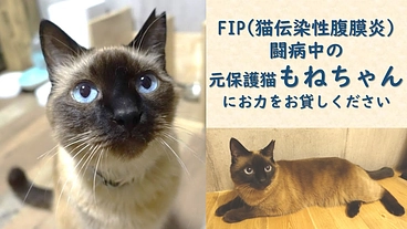 FIP闘病中のもねちゃんを応援してください のトップ画像