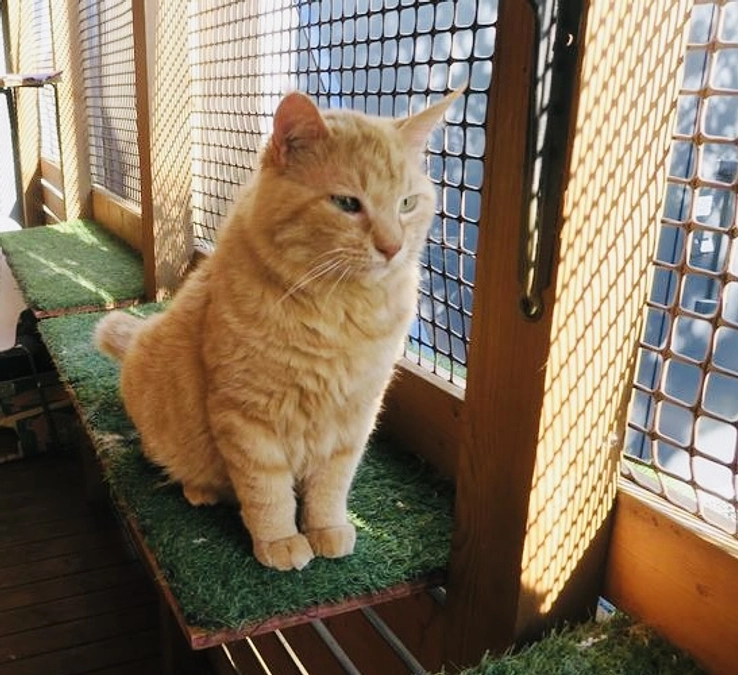 猫ハウススタッフの声①木村さん