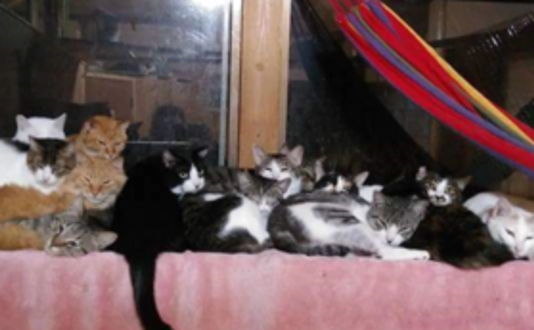 <10000円>おりたてネコものがたり応援コース