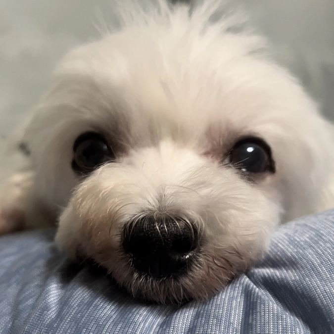 ももこのお目目のお話 👀