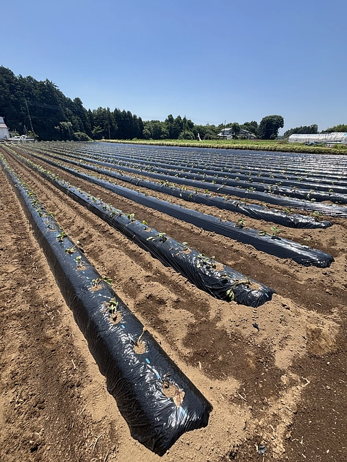 リターンの発送を開始します。