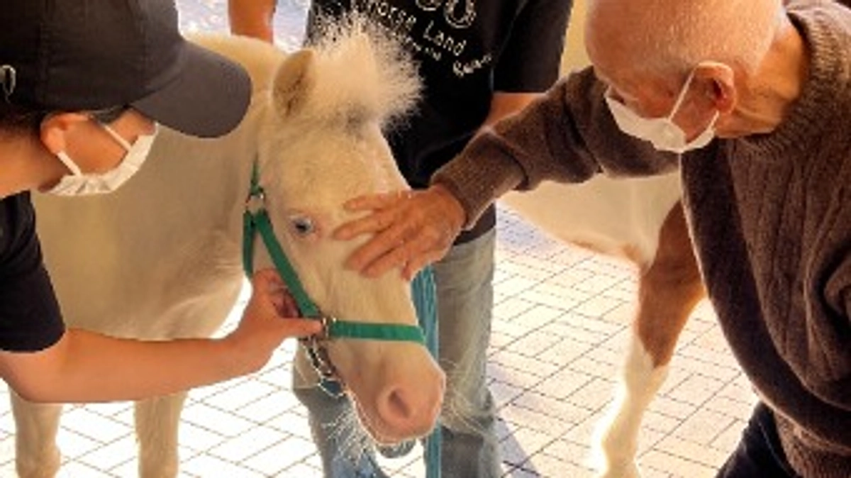 馬たちの紹介 その１