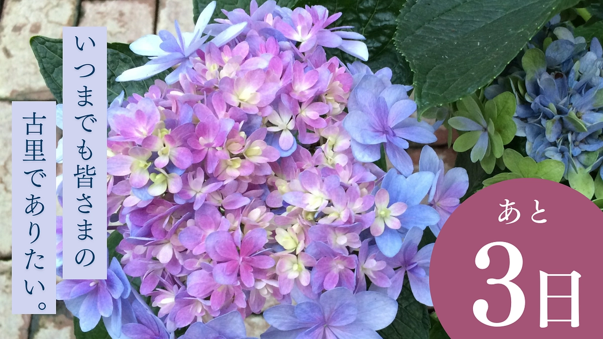 【残り3日間】アジサイにお名前をいただきました！ーNo.25「クレメンティア」【達成率52％】