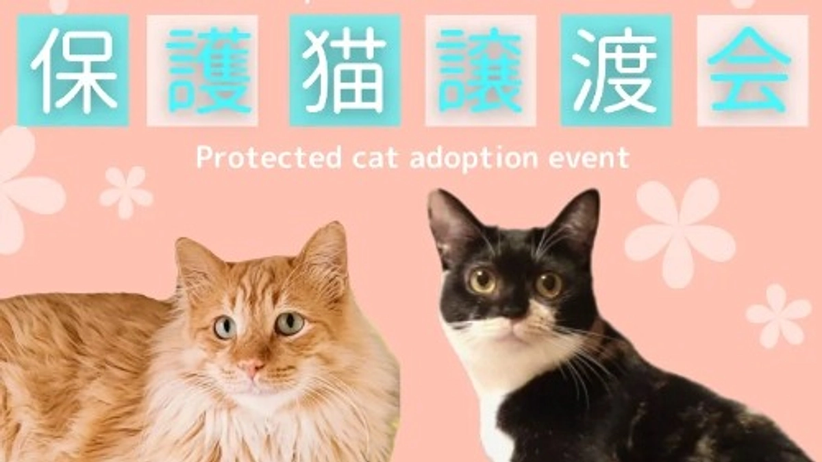 【ご支援200万円まで残り11.9万円です！】4月14日(日) 麻布十番「譲渡会」のお知らせ✨