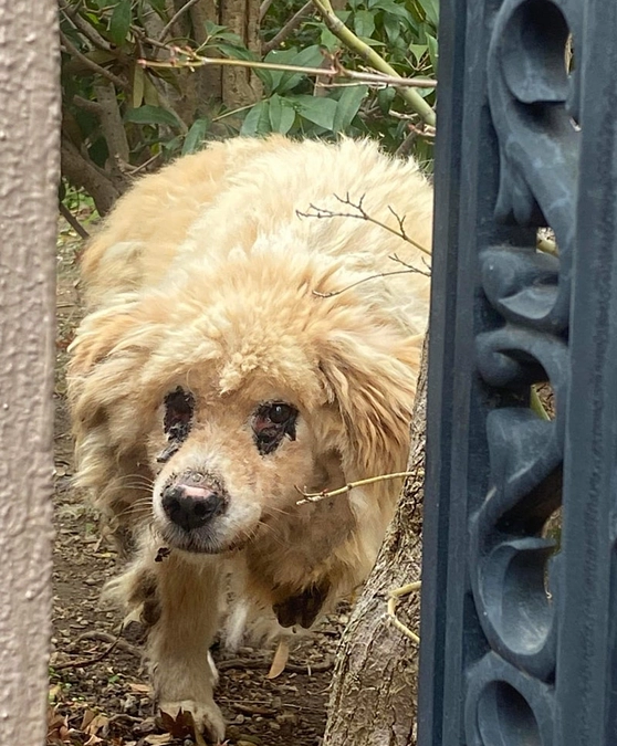 老犬 『キキ』の事…