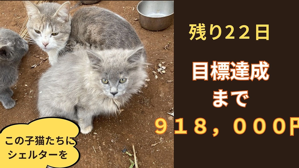 ケニアで保護ネコ活動をするということ