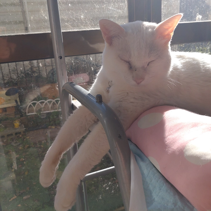 おてて~　ピィーン🐾