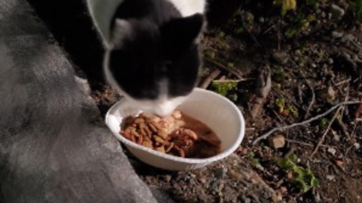 3/1 猫達ご飯。少し暖かく昨日は過ごしやすかったです。