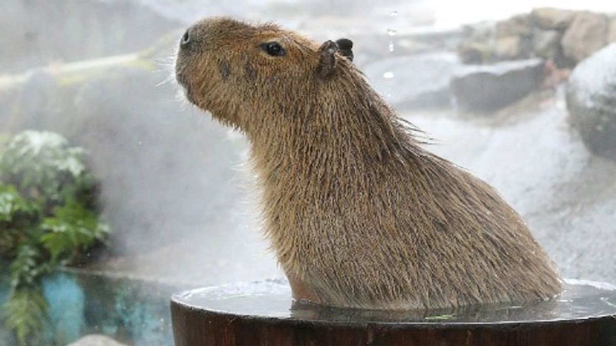 1月21日(日) 進捗報告・動物紹介～カピバラとミーアキャットのホットな冬の過ごし方～