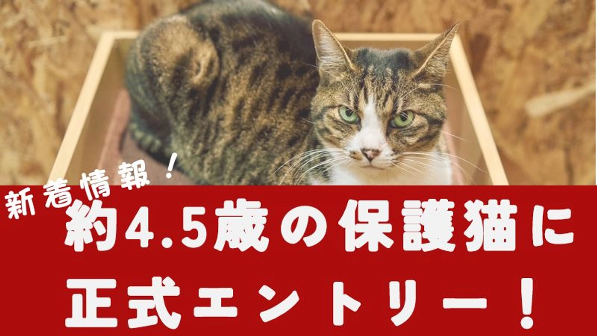 【祝・ご報告】正式なエントリーが入りました！