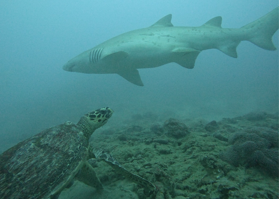 【今日のシロワニ④】11月30日 湾内エダサンゴの沈潜にて（おまけ：ウミガメとシロワニの2ショット）