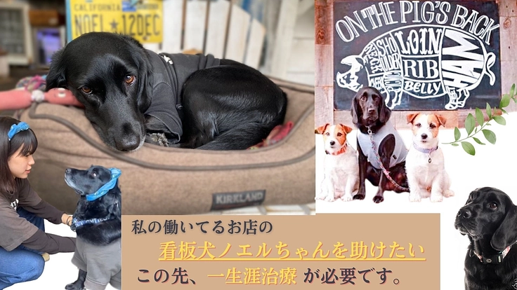看板犬ノエルがアジソン病で苦しんでいます。御支援をお願い致します。