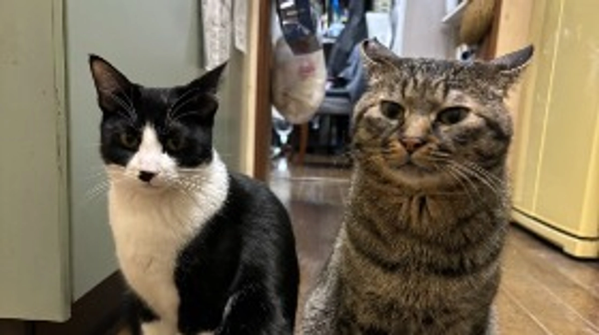 リゲルが正式譲渡になりました！