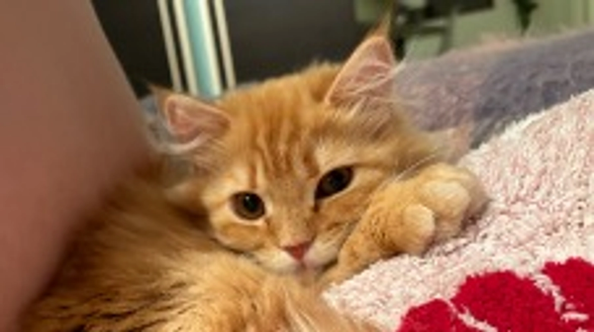 ありがとうございます