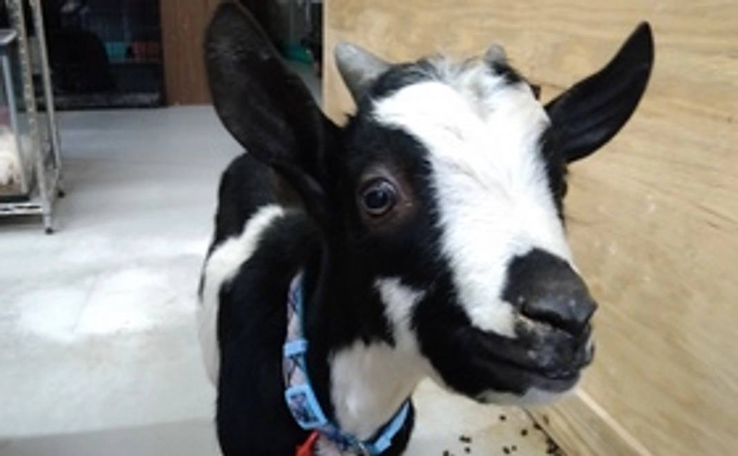 ありがとう手紙