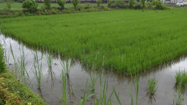 Withコロナの時代に自給自足＋他給他足の有機菜園を広げたい