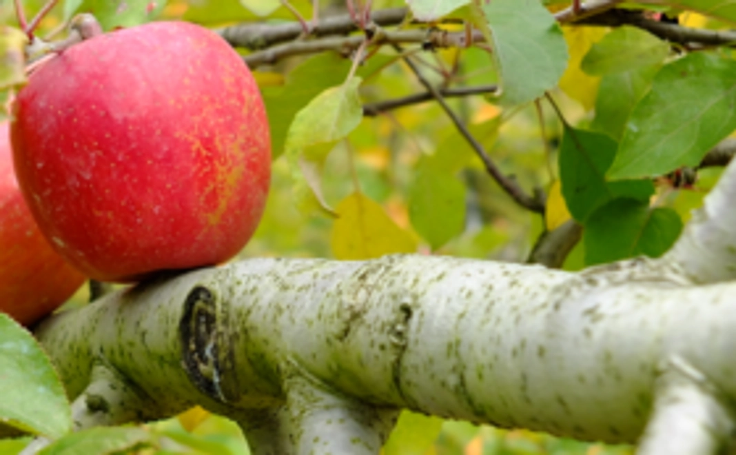 お礼の手紙、農園事務所への支援者名の掲載