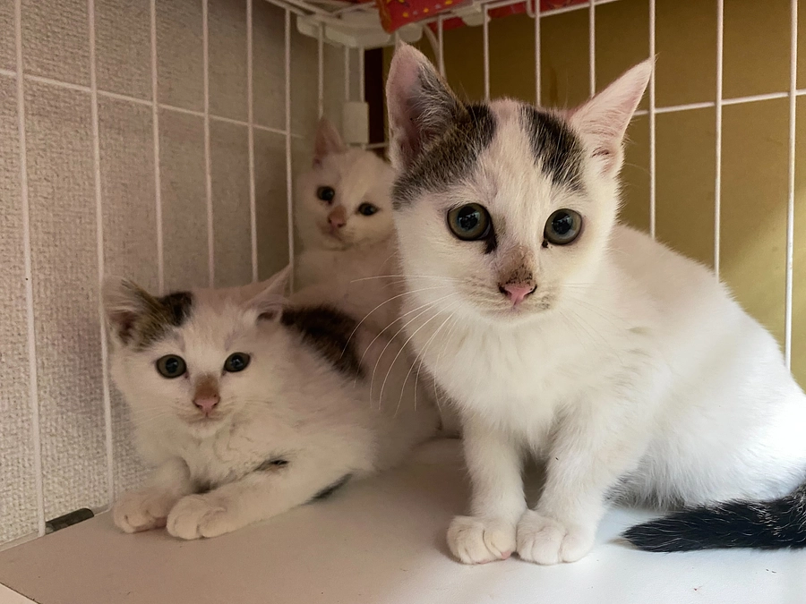 新しいふみふみの仲間