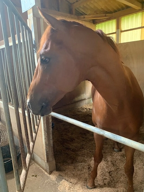 プーリアフレイバーの調教は先生方に