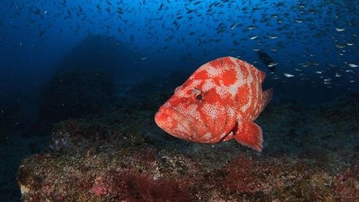 串本のサンゴの海を守る活動を支援する太陽光発電所を作りたい