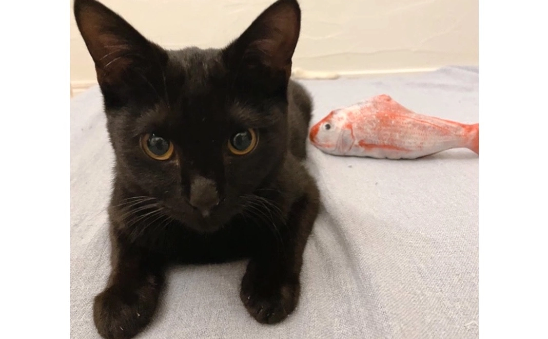 キーちゃん支援①感謝のメール