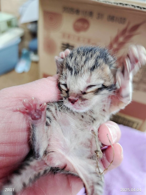 超未熟児で保護　たきちゃん（キジトラ）＆みつは君（キジ白）のお話