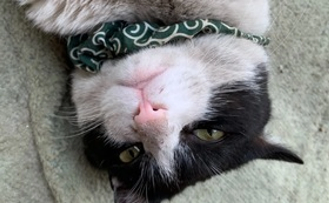 猫達の写真付き感謝のメール